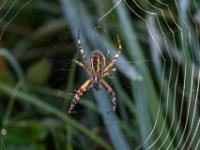 Wespenspinne mit Beute